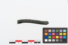 Foto von Bronzeraspel (NHMW-PRAE-024989)